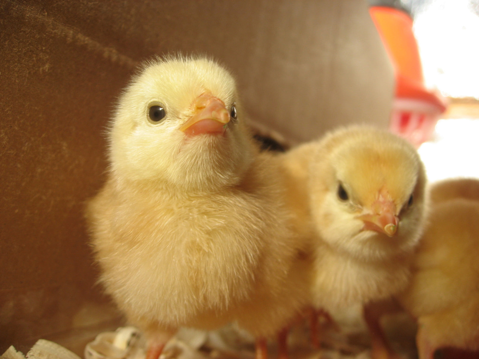 Cleaning and Disinfecting Your Poultry House