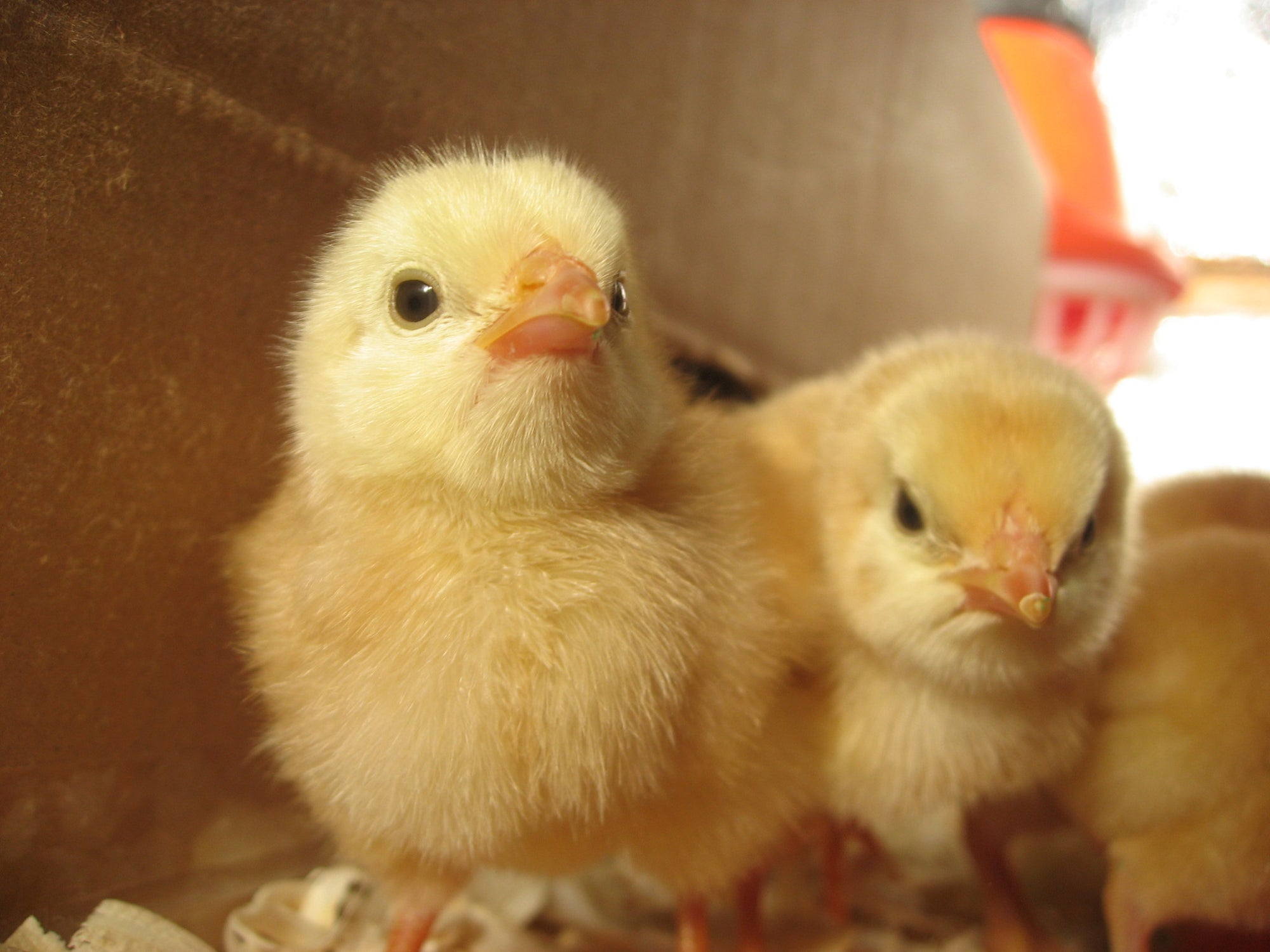 Gallineros, la casa perfecta para tus aves de corral