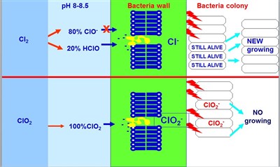 Chlorine vs. Chlorine Dioxide different features against biofilm growth